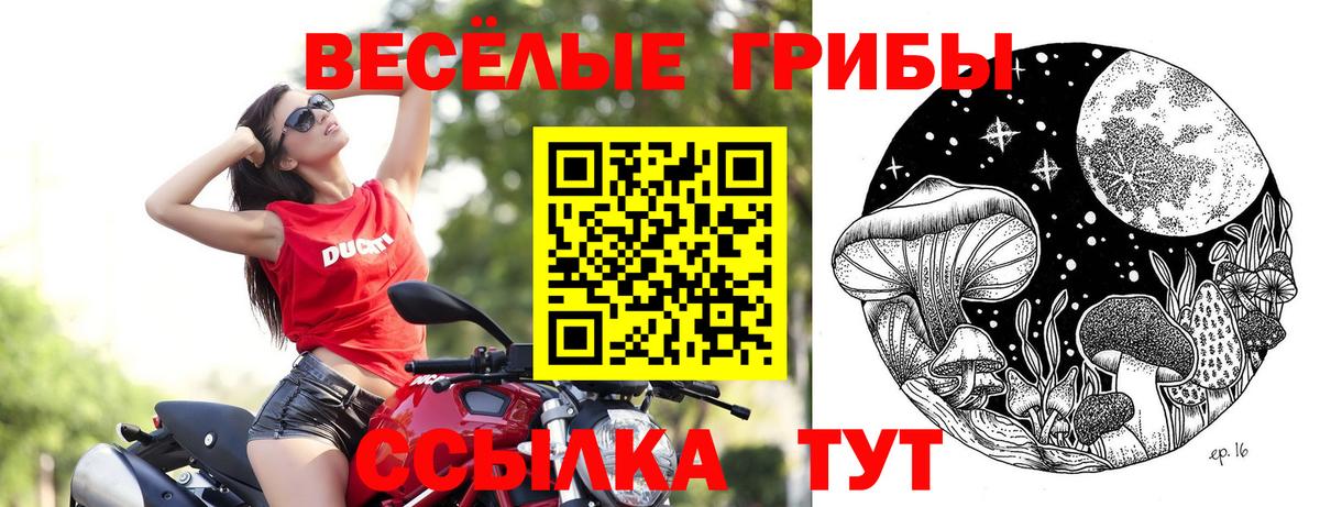 Псилоцибиновые грибы Psilocybe Мурманск